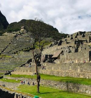 an ancient amphitheater with a tree in front of it