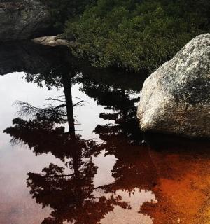 水中的树的倒影