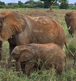 一群大象站在田野里