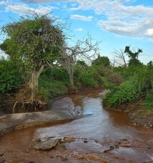 一条河，河边有一棵树