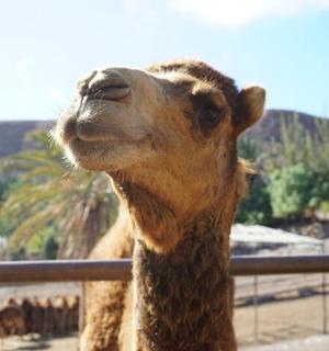 a camel standing next to a fence