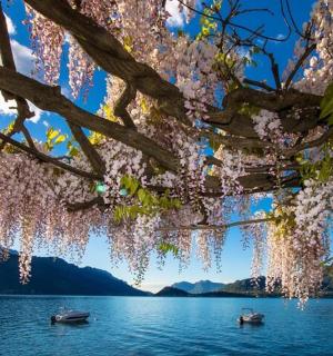 two boats in the water under a tree with flowers