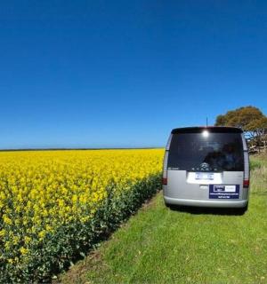 一辆巴士驶过一片黄色的花田