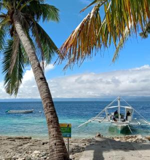 เรือบนชายหาดที่มีต้นปาล์ม