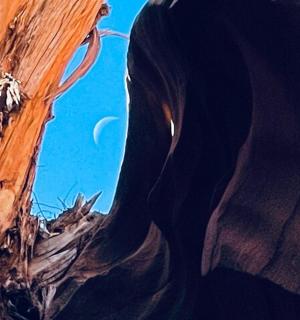 a painting of a tree with a moon in the background