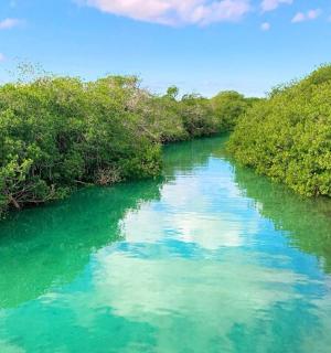 a river with turquoise water and green trees