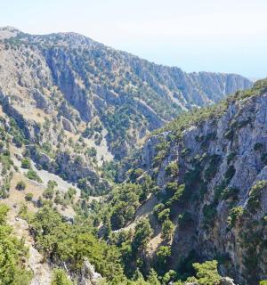 a view of a canyon with trees and mountains