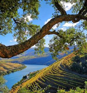 a tree hanging over a river with a bunch of crops