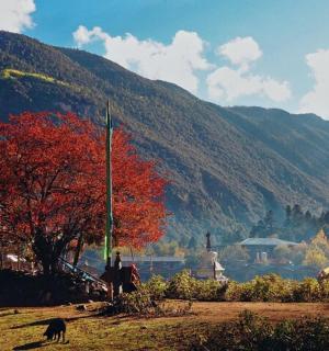 田野里有一棵红树,山峦环绕
