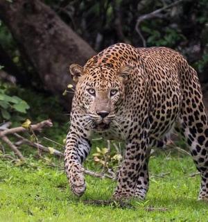 a leopard walking in the grass in a field