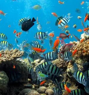 a school of fish on a coral reef
