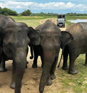 一群三头大象站在一辆卡车前