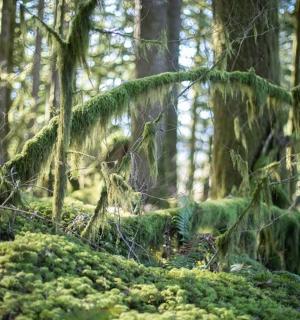 a forest filled with lots of green plants and trees