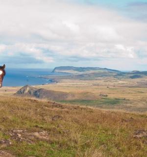 a horse standing on top of a grassy hill
