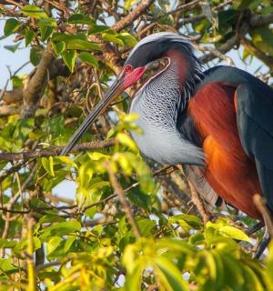a large bird is sitting in a tree