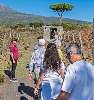 a group of people walking through a vineyard