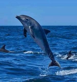 一只海豚跃出水面