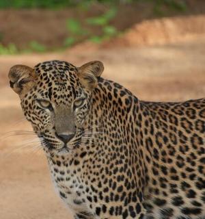 a leopard is standing on a dirt road