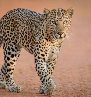 a leopard walking on a dirt road