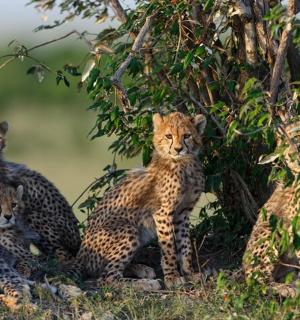 一群猎豹坐在树下