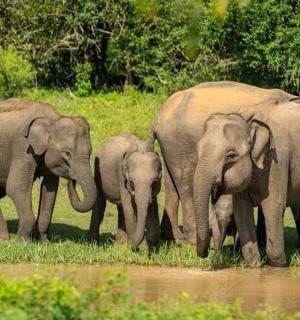 a group of elephants walking near a watering hole