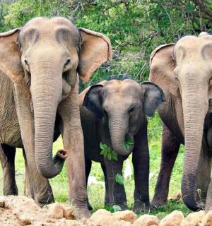 a group of three elephants standing next to a baby elephant