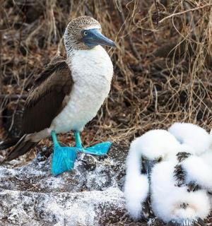 一只鸟站在一些婴儿旁边的岩石上