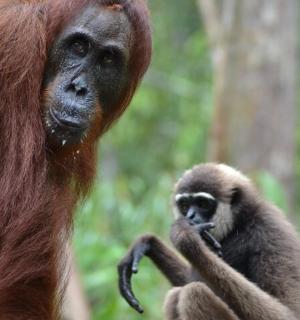 一只小猴子站在妈妈旁边