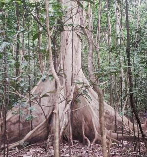 two people walking past a large tree in the forest