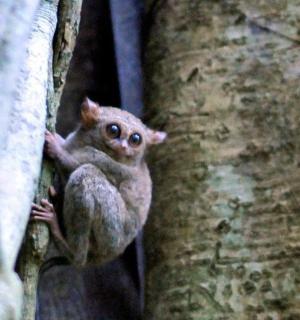 a monkey sitting on the side of a tree