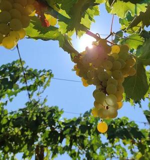 a bunch of grapes hanging from a tree