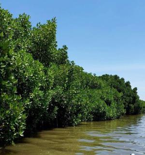 a row of trees on the side of a river