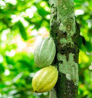 一棵长着两片绿叶的树