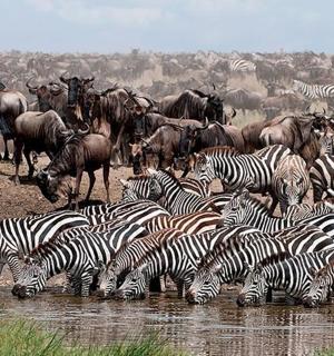 a herd of zebras and other animals drinking water