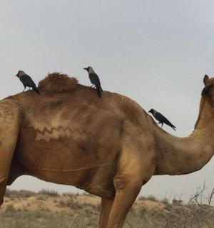 a group of birds sitting on the back of a camel