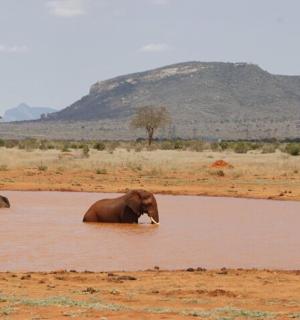 一头大象站在水里
