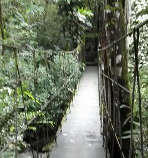 森林里的雨林吊桥