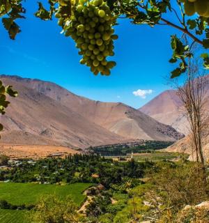 hrozen visící ze stromu s horami v pozadí