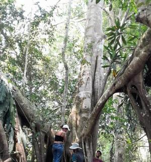 skupina lidí procházejících se lesem se stromy