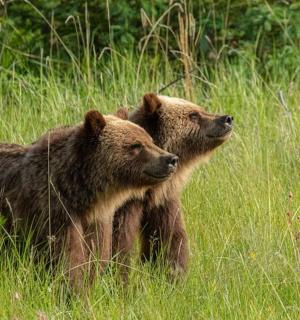 两只棕熊站在一片长满高草的田野里
