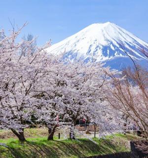 一座白雪皑皑的山，山前有树木