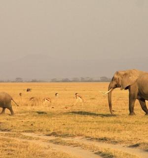 两头大象和一头小象在田野里散步