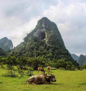 一群动物在山上的田野里吃草