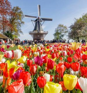 风车前的一片色彩缤纷的郁金香田