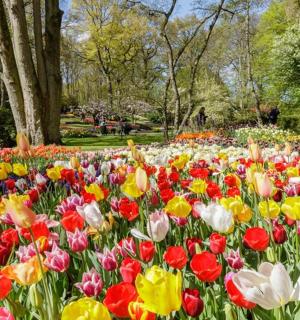 公园里一片色彩缤纷的花田