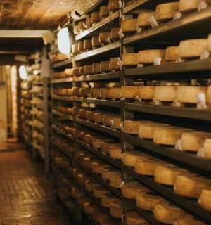 místnost plná polic plných sýrů