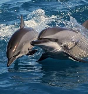 dva delfíni si hrají ve vodě