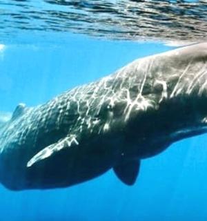 一头鲸鱼在蓝色的海水中畅游