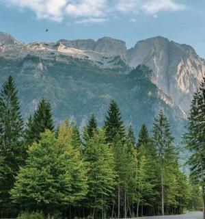 sekumpulan pokok di hadapan gunung