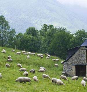 stádo ovcí pasoucích se na poli vedle budovy